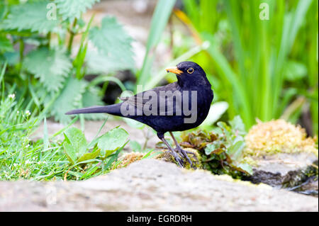 Amsel Turdus Merula in Garten Stockfoto