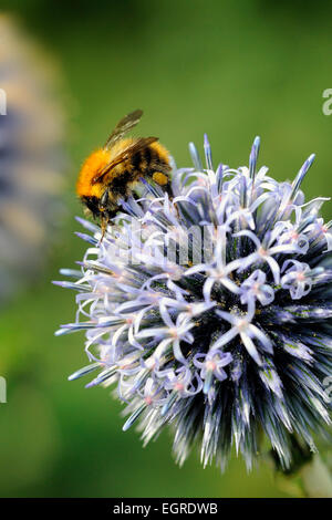 gemeinsamen Karde Bumble Bee Bombus Pascuorum bestäuben Blumen Stockfoto