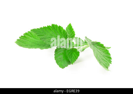 kleinen grünen Zweig Himbeeren Bulom Hintergrund Stockfoto