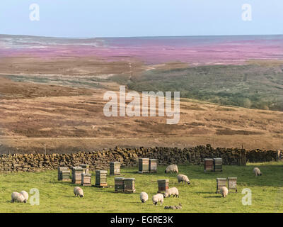 Bienenstöcke unter Schaf auf die North York Moors in der Nähe von Goathland. Die Bienenstöcke sind dort im Juli und August für Heidekrauthonig platziert. Stockfoto