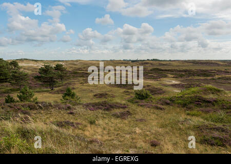 Dünen, Heide und Grass im Nationalpark der Insel Texel. Stockfoto