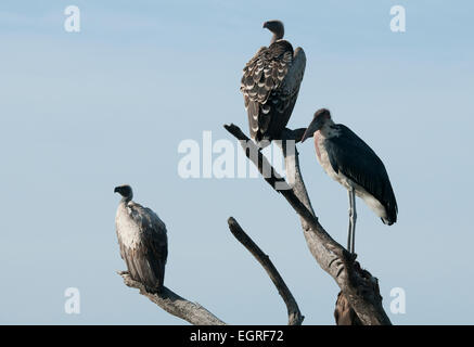 Geier und Marabou Storch thront in toter Baum Stockfoto