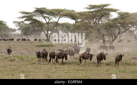 White-bärtige Gnus Herde Wandern im Flachland Stockfoto