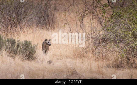 Hyäne stehend in Ebenen entdeckt Stockfoto