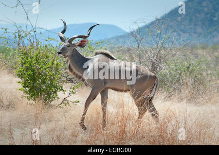 Männliche große Kudu zu Fuß Stockfoto