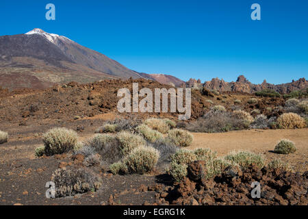 Lavafeld mit Büschen El Teide auf der Insel Teneriffa in Spanien. Stockfoto