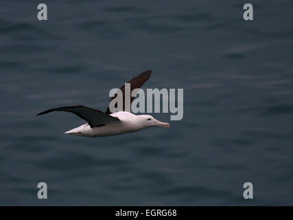 Nördlichen royal Albatros fliegen Neuseeland Stockfoto