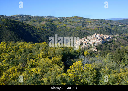 Thronender mittelalterlicher Ort, umgeben von Mimosenbäumen in voller Blüte im Winter. Auribeau-sur-Siagne, Alpes-Maritimes, Französische Riviera, Frankreich. Stockfoto