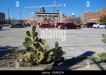 Feigenkaktus entlang Parkplatz gepflanzt. Dallas, Texas. Stockfoto