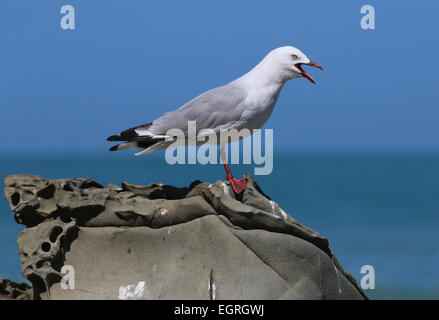 Rot-billed Gull Neuseeland auf Felsen Berufung Stockfoto