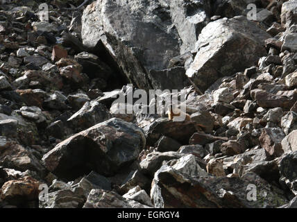 Yellow bellied Marmot am Talus Hang Colorado Stockfoto