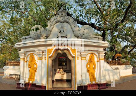 Heiligen buddhistischen Maha Bodhi Baum, Sri Lanka Stockfoto