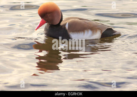 Rot-Crested Tafelenten Ente Stockfoto