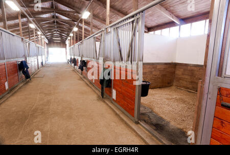 Scheune Tiere Sport Koppel Pferdesport Pferderanch Racing Stall Stockfoto