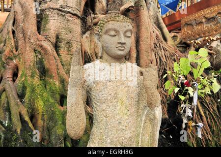 Buddha unter einem Bodhi-Baum in Colombo Sri Lanka Stockfoto