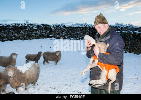 Hawes, North Yorkshire, UK 1. März 2015.Shepherd Phillip Sowerby aus Apersett in der Nähe von Hawes im oberen Wensleydale Pflege seiner Umfrage Dorset Lämmer während der Schneesturm Credit: Wayne HUTCHINSON/Alamy Live News Stockfoto