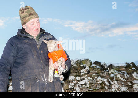 Hawes, North Yorkshire, UK 1. März 2015.Shepherd Phillip Sowerby aus Apersett in der Nähe von Hawes im oberen Wensleydale Pflege seiner Umfrage Dorset Lämmer während der Schneesturm Credit: Wayne HUTCHINSON/Alamy Live News Stockfoto