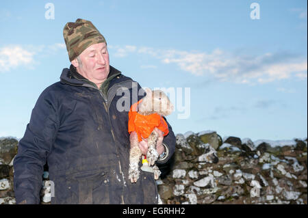 Hawes, North Yorkshire, UK 1. März 2015.Shepherd Phillip Sowerby aus Apersett in der Nähe von Hawes im oberen Wensleydale Pflege seiner Umfrage Dorset Lämmer während der Schneesturm Credit: Wayne HUTCHINSON/Alamy Live News Stockfoto