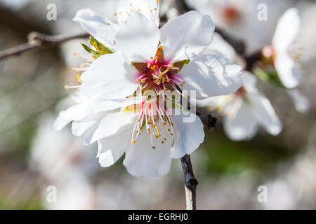 Nahaufnahmen der Mandelblüte in Modesto California eines hungrigen Meeresfrüchte des kalifornischen Central Valley Stockfoto