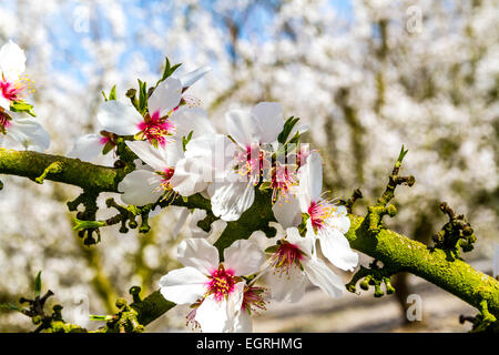 Nahaufnahmen der Mandelblüte in Modesto California eines hungrigen Meeresfrüchte des kalifornischen Central Valley Stockfoto