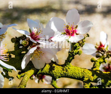 Nahaufnahmen der Mandelblüte in Modesto California eines hungrigen Meeresfrüchte des kalifornischen Central Valley Stockfoto