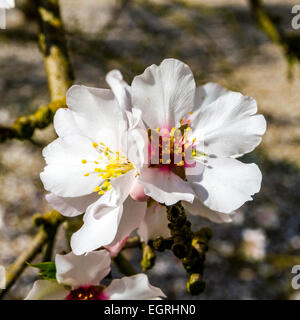 Nahaufnahmen der Mandelblüte in Modesto California eines hungrigen Meeresfrüchte des kalifornischen Central Valley Stockfoto