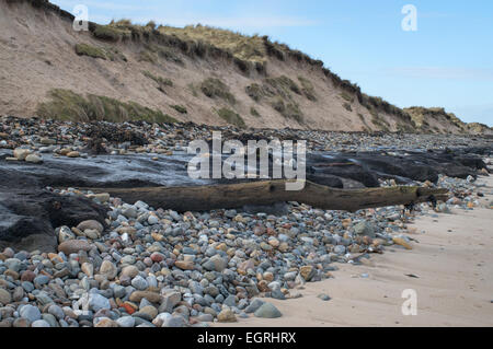 Bäume aus einem alten Wald offenbart am Strand südlich von schlendern, in der Nähe von Low Hauxley, Northumberland, England, UK Stockfoto