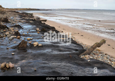 Bäume aus einem alten Wald offenbart am Strand südlich von schlendern, in der Nähe von Low Hauxley, Northumberland, England, UK Stockfoto