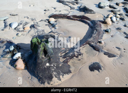 Bäume aus einem alten Wald offenbart am Strand südlich von schlendern, in der Nähe von Low Hauxley, Northumberland, England, UK Stockfoto