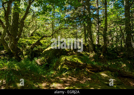 Der GR10 Weg zum Lac De Gaube, Hautes-Pyrenäen, Frankreich Stockfoto