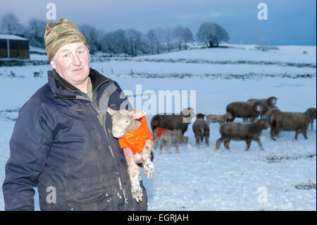 Hawes, North Yorkshire, UK 1. März 2015.Shepherd Phillip Sowerby aus Apersett in der Nähe von Hawes im oberen Wensleydale Pflege seiner Umfrage Dorset Lämmer während der Schneesturm Credit: Wayne HUTCHINSON/Alamy Live News Stockfoto