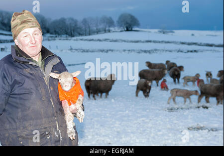 Hawes, North Yorkshire, UK 1. März 2015.Shepherd Phillip Sowerby aus Apersett in der Nähe von Hawes im oberen Wensleydale Pflege seiner Umfrage Dorset Lämmer während der Schneesturm Credit: Wayne HUTCHINSON/Alamy Live News Stockfoto