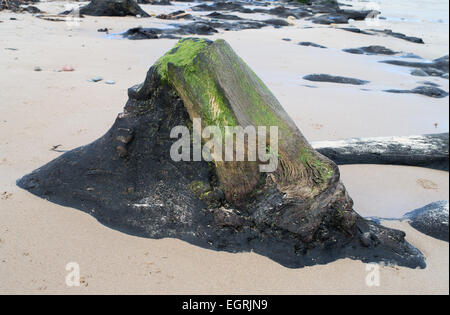 Bäume aus einem alten Wald offenbart am Strand südlich von schlendern, in der Nähe von Low Hauxley, Northumberland, England, UK Stockfoto