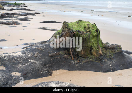 Bäume aus einem alten Wald offenbart am Strand südlich von schlendern, in der Nähe von Low Hauxley, Northumberland, England, UK Stockfoto