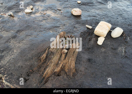 Bäume aus einem alten Wald offenbart am Strand südlich von schlendern, in der Nähe von Low Hauxley, Northumberland, England, UK Stockfoto