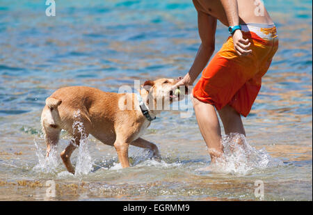 Hund mit seinem Besitzer im Meer spielen Stockfoto