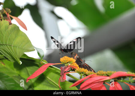 Eine Nahaufnahme von Doris Longwing Schmetterling (Heliconius Doris) immer Nektar aus einer gelben Blume Stockfoto