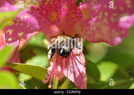 Makro für eine einzelne Biene sammeln Nektar aus einem hellen rosa Blume in der Sonne Stockfoto