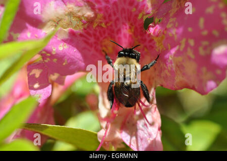 Makro für eine einzelne Biene sammeln Nektar aus einem hellen rosa Blume in der Sonne Stockfoto