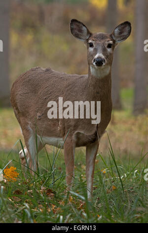 weiß - angebundene Rotwild, Odocoileus Virginianus, New York, Doe oder weiblich Stockfoto