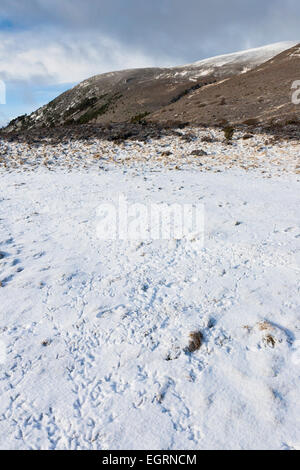 Birkhuhn Lyrurus Tetrix, Lek Website, Fußspuren im Schnee, Ryvoan Pass, Highlands, Schottland, UK im März. Stockfoto