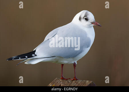 Lachmöwe Chroicocephalus Ridibundus gehockt Zaunpfosten in Holyhead, Wales, UK im November. Stockfoto