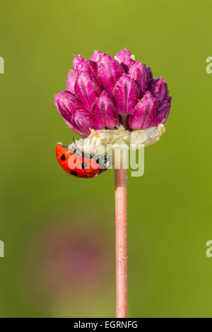 Bristol Zwiebel Allium Sphaerocephalon blüht mit 7-Punkt Marienkäfer, Avon-Schlucht, Bristol, UK im Juli. Stockfoto