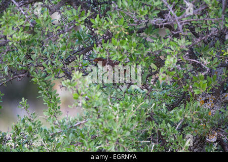 Gemeinsamen Kuckuck Cuculus Canorus, Weiblich, thront im Baum, Napi-Tal, von Lesbos im April. Stockfoto