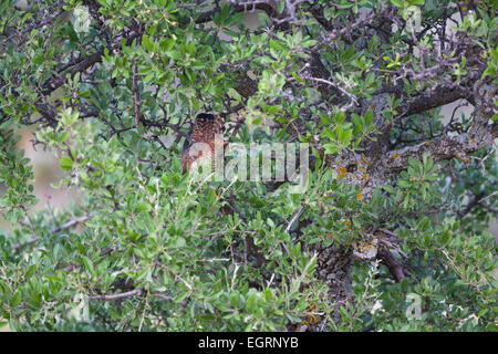 Gemeinsamen Kuckuck Cuculus Canorus, Weiblich, thront im Baum, Napi-Tal, von Lesbos im April. Stockfoto