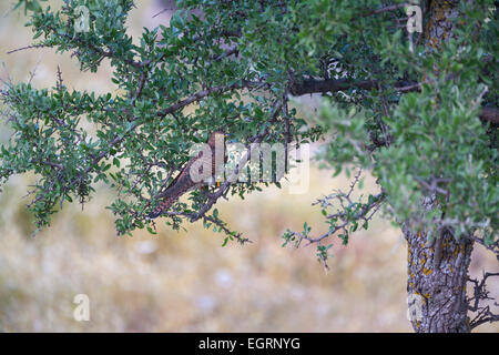 Gemeinsamen Kuckuck Cuculus Canorus, Weiblich, thront im Baum, Napi-Tal, von Lesbos im April. Stockfoto