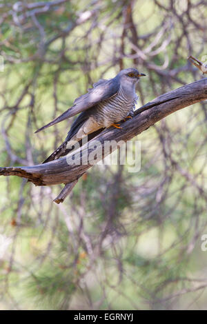 Gemeinsamen Kuckuck Cuculus Canorus, Männlich, thront im Baum, Achladeri, Lesbos im April. Stockfoto