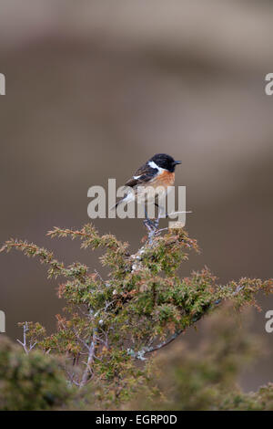 Gemeinsamen Schwarzkehlchen Saxicola Manlius, gelegen am Lochindorb, UK im Mai. Stockfoto