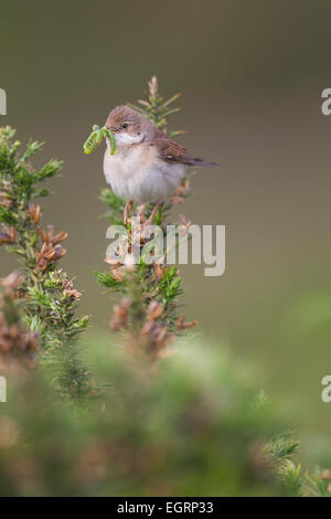 Gemeinsamen Whitethroat Sylvia Communis männlich jung am Halse Combe, Exmoor im Juni Essen bringen. Stockfoto