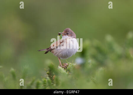 Gemeinsamen Whitethroat Sylvia Communis männlich jung am Halse Combe, Exmoor im Juni Essen bringen. Stockfoto